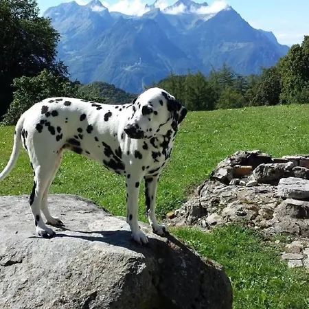 Les Chevreuils In Corbeyrier